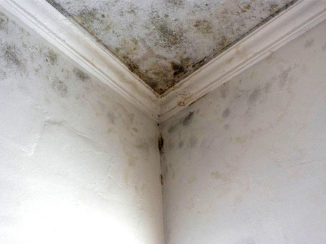 Mold: The Hidden Danger in Your Home